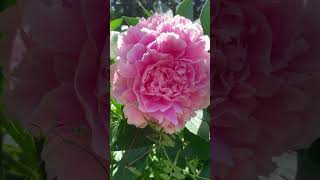 These Peonies are my favorite in the garden every year garden peonies [upl. by Kingsbury]