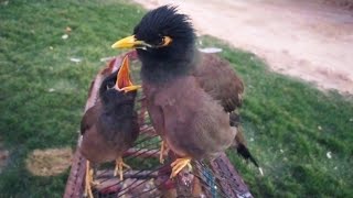 Myna Beautiful Sound  Amazing Sound of Myna Bird 🐦 [upl. by Sirroned]