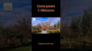 Come Potare LAlbicocco [upl. by Dihgirb]