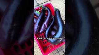 Dont forget to add organic fertilizer after pruning the eggplant My little vegetable garden [upl. by Strickler]