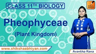 Phaeophyceae  Plant Kingdom  CBSE Class 11 Biology [upl. by Charteris176]