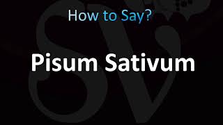 How to Pronounce Pisum Sativum Correctly [upl. by Eartnoed]