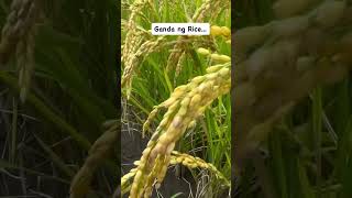 Nagandahan sa Rice  ng iba 🤣 farming rice funny [upl. by Edette]