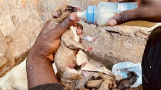 Feeding Abandoned Puppy With Milk [upl. by Zarah509]