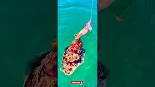 Sepiida cuttlefish fishing in deep sea srilankanstyle4566 [upl. by Loos]