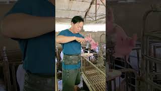 Tail Docking and Teeth Clipping on new born piggy for healthy growth 👀 [upl. by Ethelind]