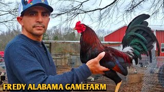 Yellow leg hatch Grey Kelso  FREDY ALABAMA FARM [upl. by Hareehahs]