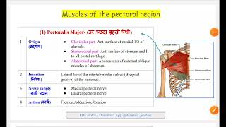 Muscles Of the Pectoral Region  Origin insertion Nerve supply Action  Pectoralis Major  Minor [upl. by Oiraved]