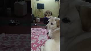 💖💖reels labrador pets [upl. by Nolram553]