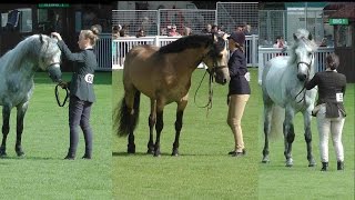 RDS Dublin Horse Show 2016 Connemara Stallion Parade [upl. by Akcirehs682]