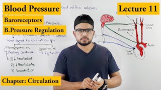 Blood pressure And its Regulation  Chapter Circulation Video 11 [upl. by Yelha]