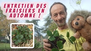 Entretien et plantation des 🍓 fraisiers à lautomne [upl. by Byrann]