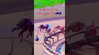 Greyhound track racing Australia 🇦🇺🇦🇺 [upl. by Nayab249]