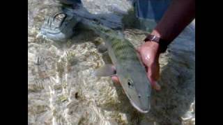 Eleuthera bonefishing adventure 2009wwwccoflyfishingcom [upl. by Assital]