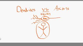 dendrites vs axons [upl. by Francie11]