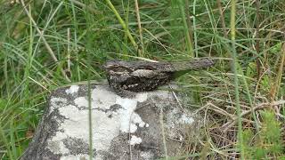 Caprimulgus europaeus European nightjar [upl. by Robson4]