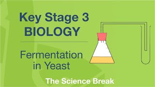 Key Stage 3 Science Biology  Fermentation in Yeast [upl. by Teevens]