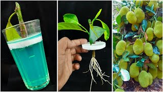 How to grow jackfruit tree from cuttings  Water propagation method [upl. by Verras]