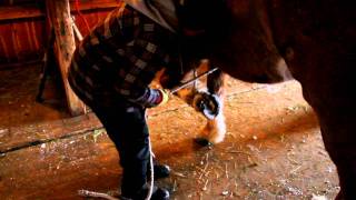 How to tie a horse hoof for your ferrier [upl. by Ellehcit588]