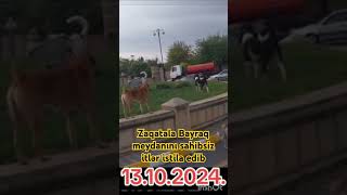 Zaqatala itlər Bayraq meydanın zəbt edib news [upl. by Ellek741]