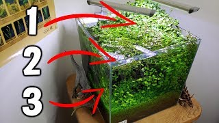 3 EASY Beginner Aquarium Plants For Your Planted Tank [upl. by Mariele707]