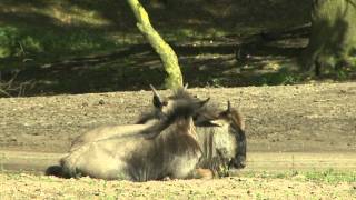 Blauwe gnoe Safaripark Beekse Bergen [upl. by Neimad818]