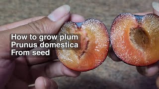 HOW TO GROW PLUM Prunus domestica FROM SEED [upl. by Noseaj]