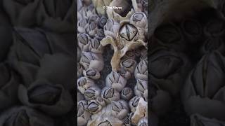 What Are Barnacles  Marine Mysteries Uncovered shorts [upl. by Yrrehs]