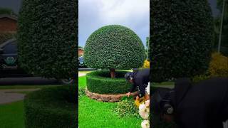 This guy cut the grass PT3 shorts youtubeshorts shortsfeed viralvideo viralshort [upl. by Aivuy]