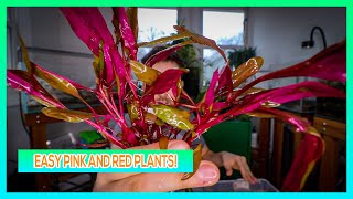 ALTERNANTHERA REINECKII PINK ROSANERVIG AND MINI AQUARIUM PLANT CARE GUIDE [upl. by Jerry148]