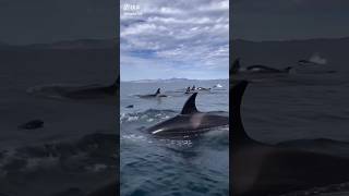 Watch these incredible dolphins in action From playful flips to synchronized swimming [upl. by Drareg]