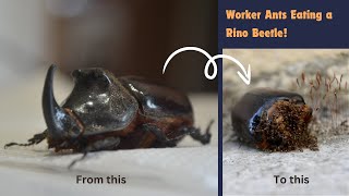 Tetramorium Workers Eating Rinoceros Beetle Timelapse entomology myrmecology ants [upl. by Eillo]