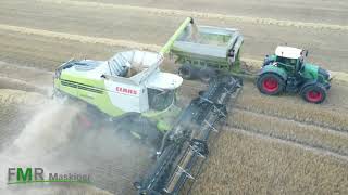 Geringhoff Truflex 40 harvesting grain [upl. by Ahtanamas]