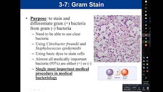 Bio 210 Final Review Video [upl. by Olenka290]