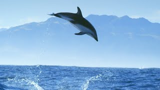 Incredible Dolphin Moments  BBC Earth [upl. by Akined854]