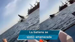 Ballena salta fuera del agua y cae sobre yate deja 4 heridos en Sinaloa [upl. by Rempe59]