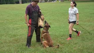 Trained Belgian Malinois Showcases Protection Skills  Attack Obedience amp Guarding [upl. by Housum]