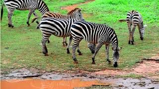 he ZigZag Zebra Song  Fun Kids Song About Zebras [upl. by Alice]