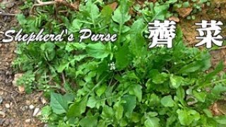 噹噹噹！薺菜大現蹤，野友們多留意！Capsella bursapastoris [upl. by Alfredo958]