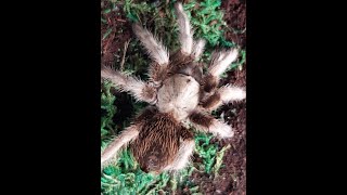 Aphonopelma sp quotMichoacanquot Black Femur [upl. by Adaline]