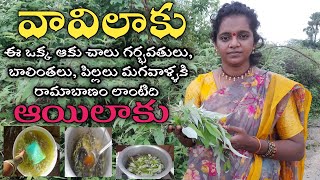 vavilaku uses in telugu  vitex negundo plant [upl. by Viv350]