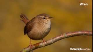 Birdsong for beginners [upl. by Mosa]