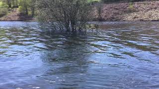 Trout Fishing on the bank  Llyn Clywedog Lake [upl. by Aleris]