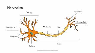 Bi 2 Nervsystemet 1 [upl. by Mercorr]