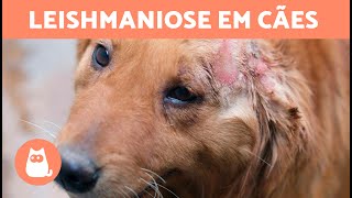 7 REMÉDIOS NATURAIS para LEISHMANIOSE em CÃES 🐶🦟 [upl. by Ziana311]