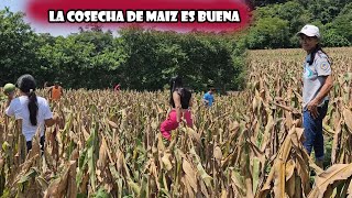 Niña Teodora cosecha unos buenas milpas y ayotera [upl. by Deroo]