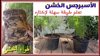 تعلم تقسيم النباتات و اكثارها بسهولة، نبات الأسبرجس الخشن الهوا Asparagus sprengeri [upl. by Mackie]