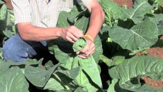 Banding Cauliflower  How To Gardening Guide [upl. by Elram]