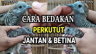 Cara Membedakan PERKUTUT Jantan amp Betina Akurat [upl. by Kolodgie]