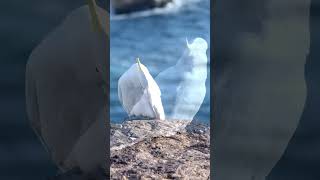 Sulphur Crested Cockatoo ￼resting on rocks [upl. by Idnas109]